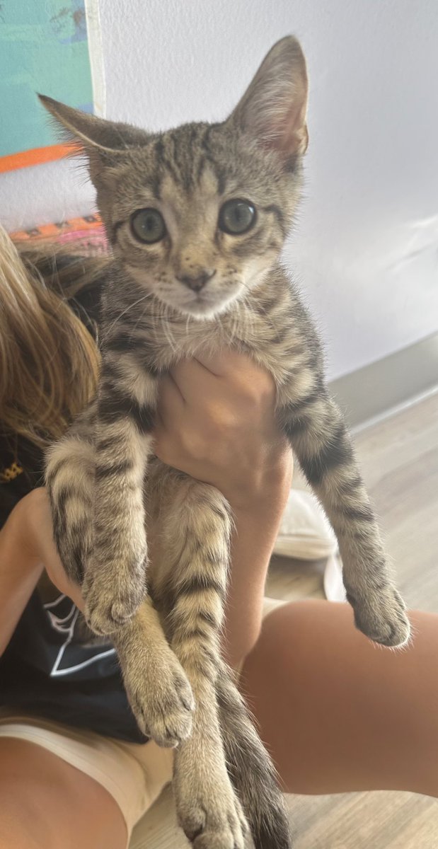 Imagine going to an adoption center and NOT leaving with this guy