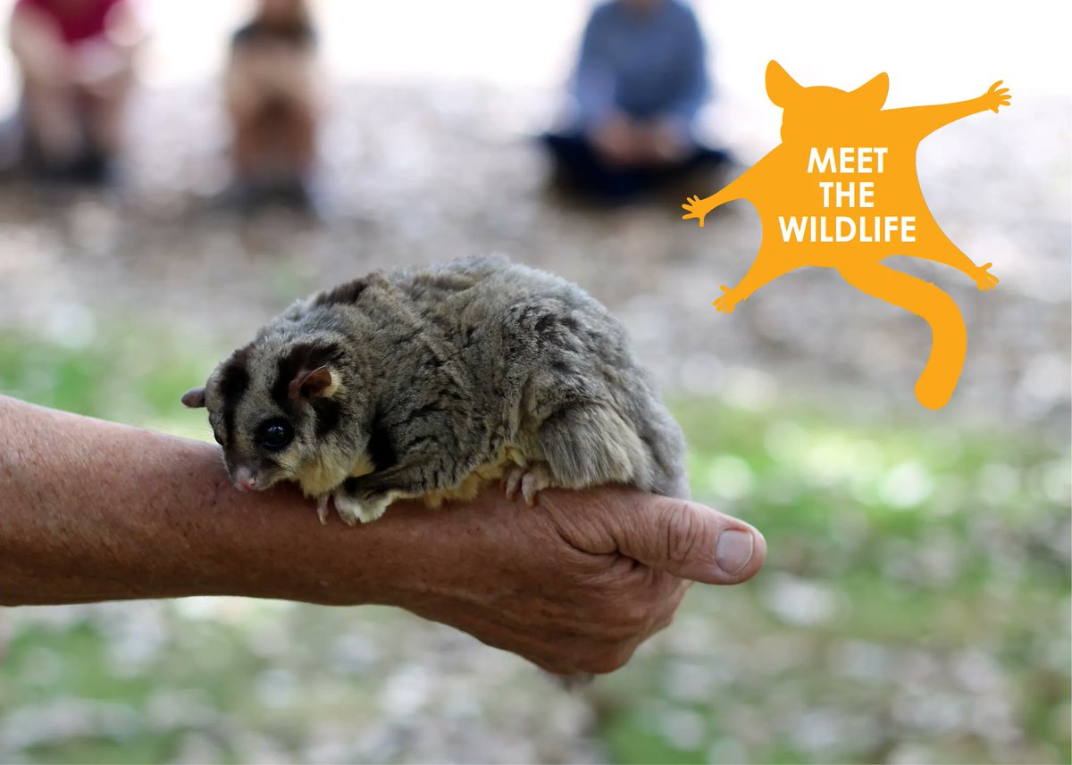 Want to make some furry friends? Join us THIS SUNDAY 20 November for a free BBQ brunch, bushcare information session and wildlife meet and greet at Cicada Park, Chapel Hill. Register at cicadaparkbushcare.eventbrite.com.au. This project is funded by the Australian Government.