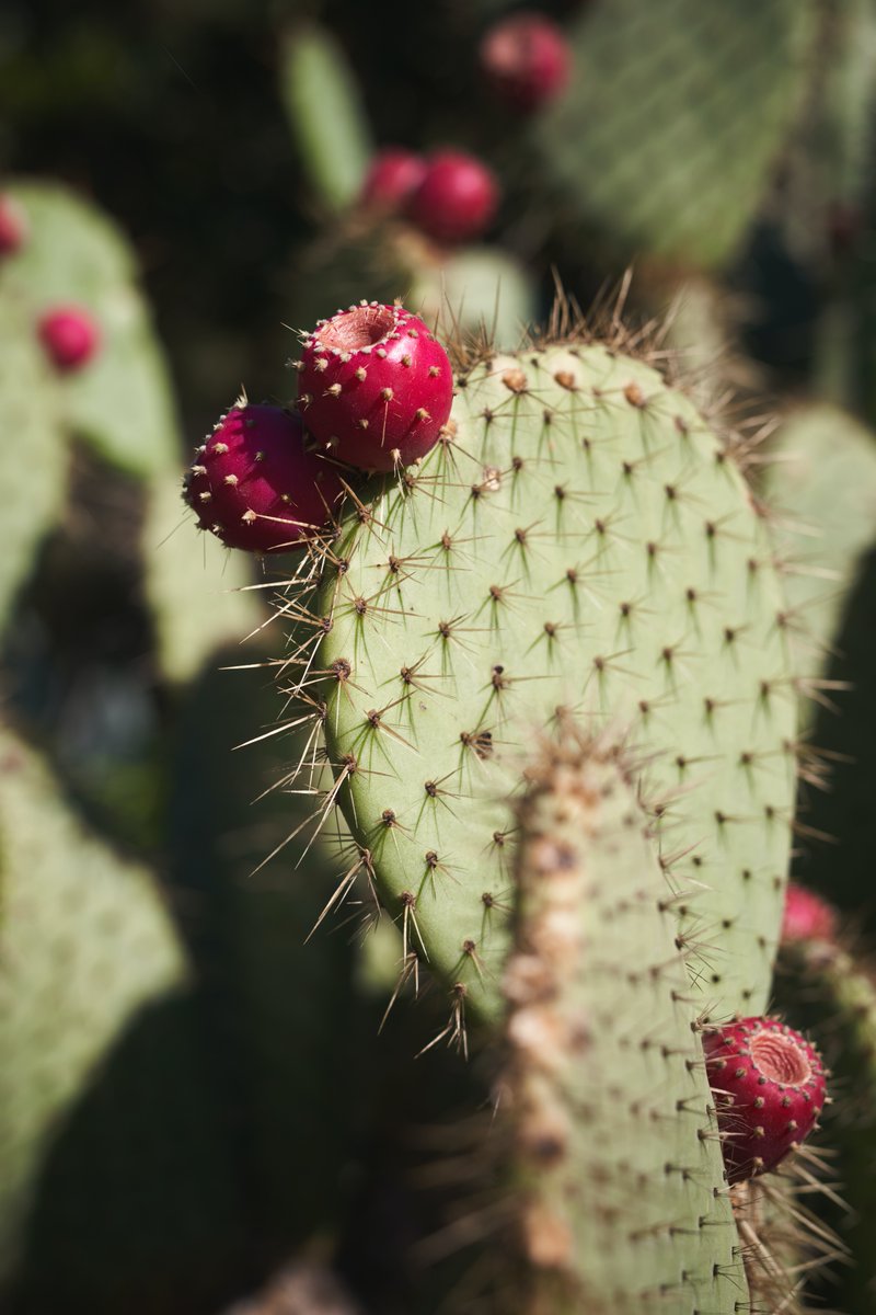 ABLAstudio's tweet photo. #ABLA pro tip: If you wake up one day to find your prickly pear #cactus has deflated, don't be alarmed! They go dormant during the winter, and this is a perfectly normal response. https://t.co/ifKO69q0iz