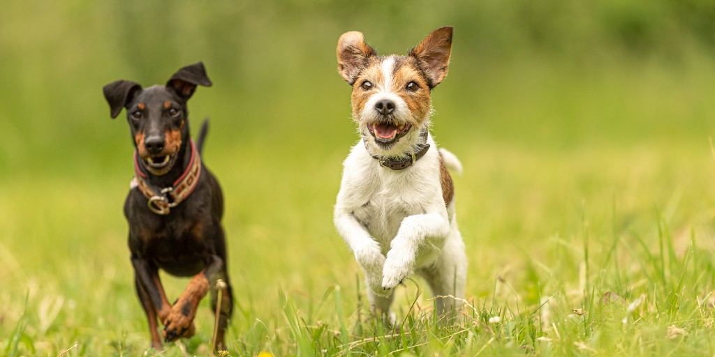 Tweet by Tufts | Cummings School of Veterinary Medicine