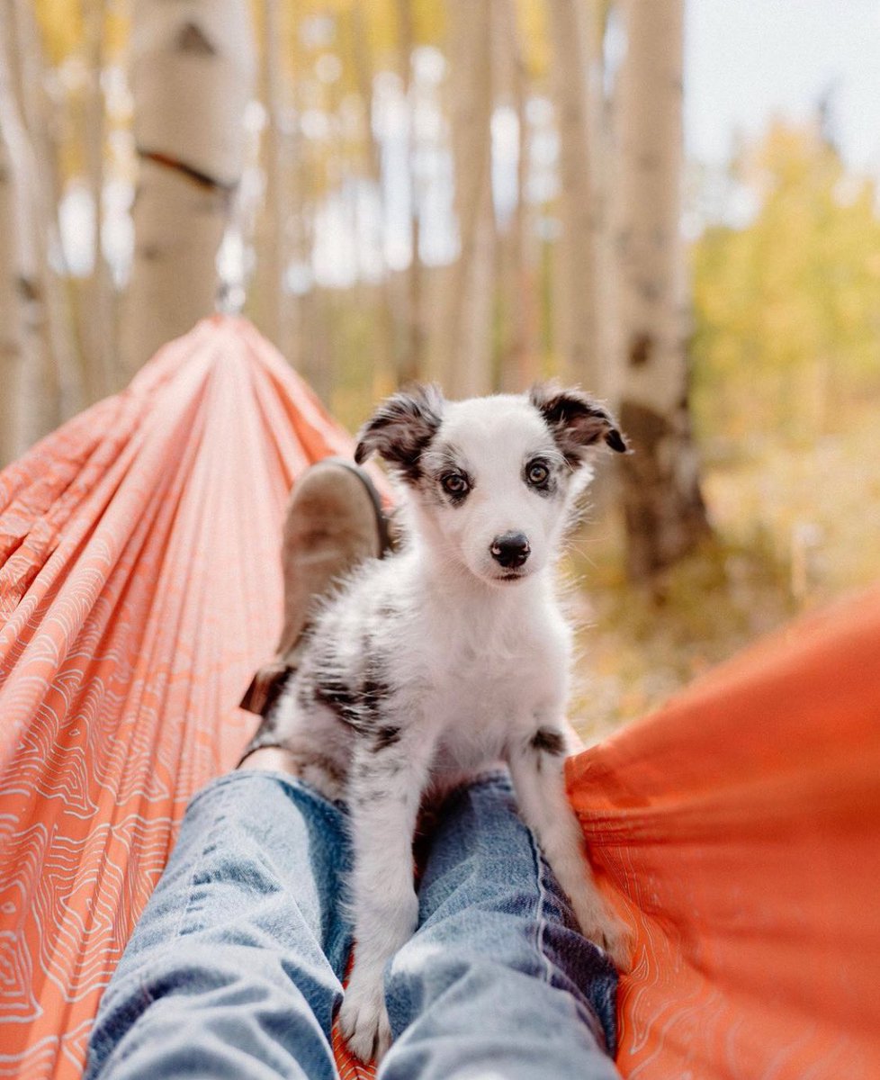 GRAND TRUNK tweet media