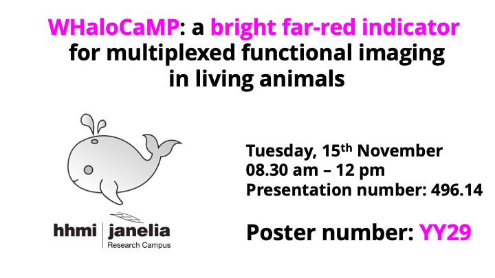 Helen Farrants (@helenfarrants) on Twitter photo Want to hear more about #chemigenetic far-red calcium indicators in living animals? Step by our poster at #SfN22 tomorrow, Tuesday, 8.30 am - noon at poster board YY29. <a href="/ERSchreiter/">Eric Schreiter</a> Want to hear more about #chemigenetic far-red calcium indicators in living animals? Step by our poster at #SfN22 tomorrow, Tuesday, 8.30 am - noon at poster board YY29. <a href="/ERSchreiter/">Eric Schreiter</a>
