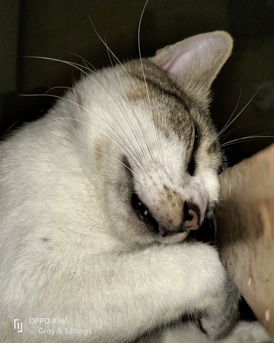 Gray And Siblings tweet media