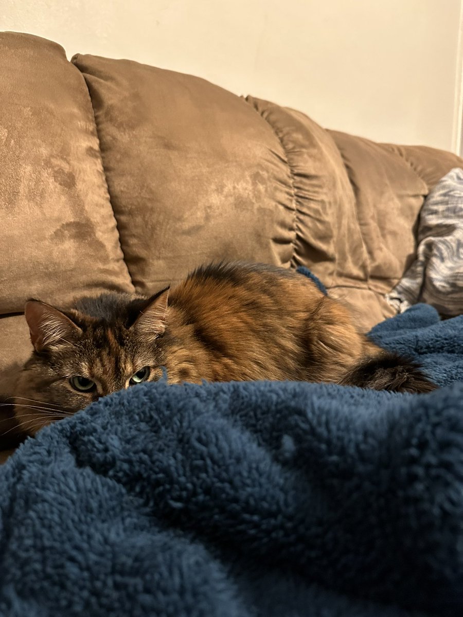 hell_cat_maggie's tweet photo. I guess this is Bean’s electric blanket now. https://t.co/VZLUo3w5Cz