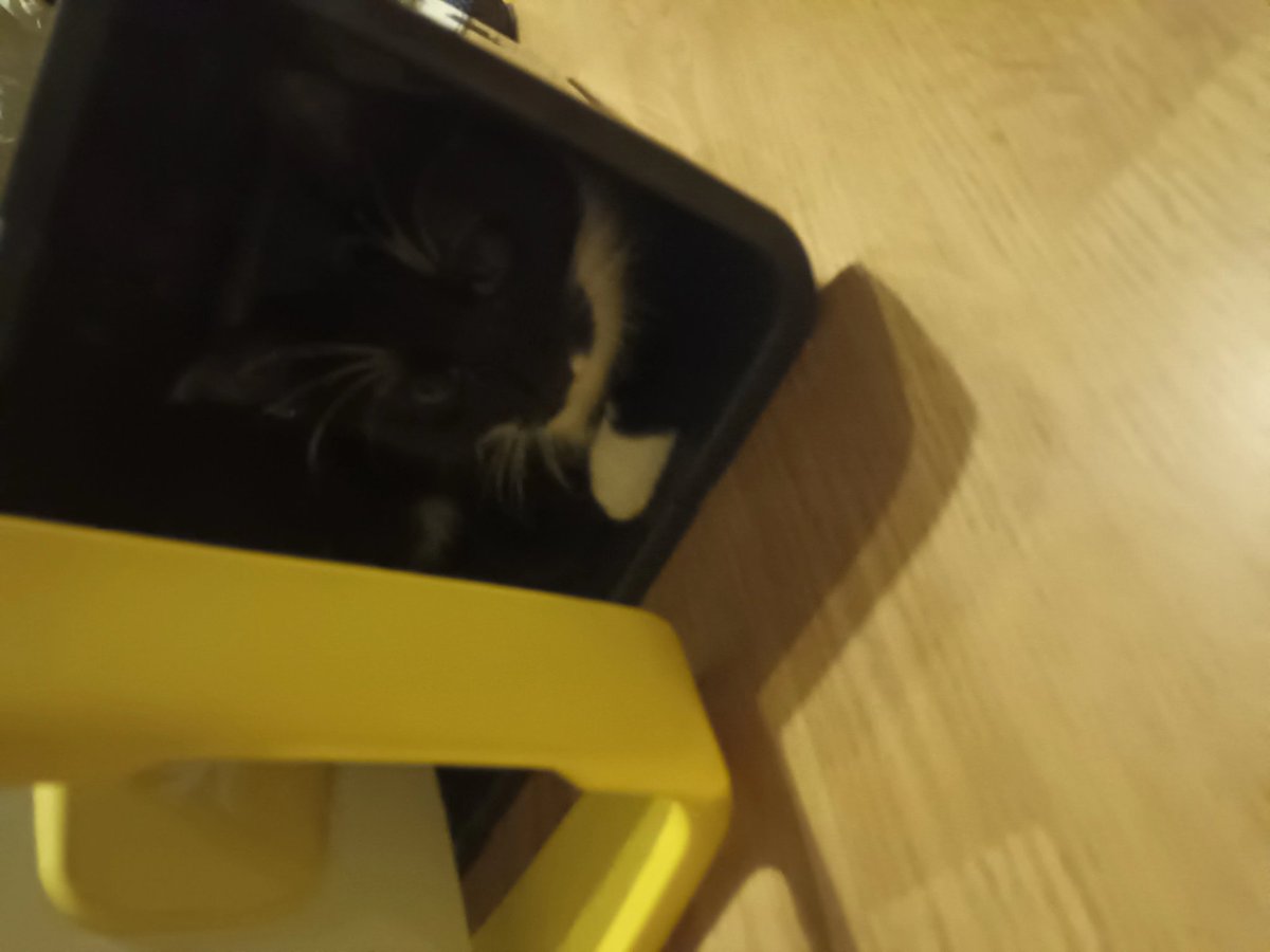 moj kot sie na mnie obrazil i postanowil nie dzelic ze mna lozka dzisiejszej nocy

przewrocil smietnik w moim pokoju i poszedl w nim spac