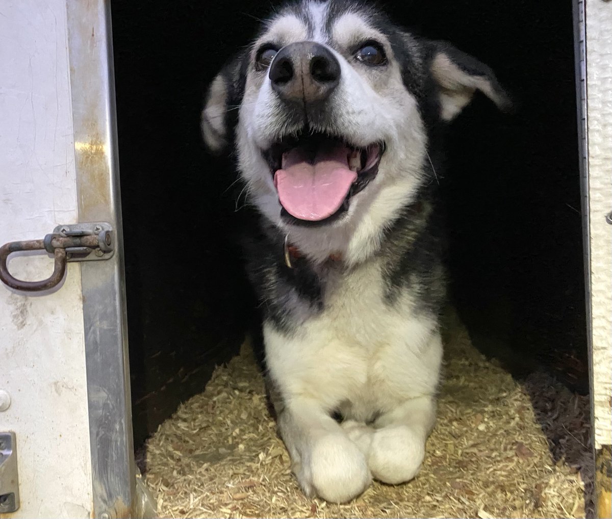 Pepé waiting in the truck at a trailhead. She was very eager to run but she knew she had to wait her turn so she tucked her paws away for safekeeping.