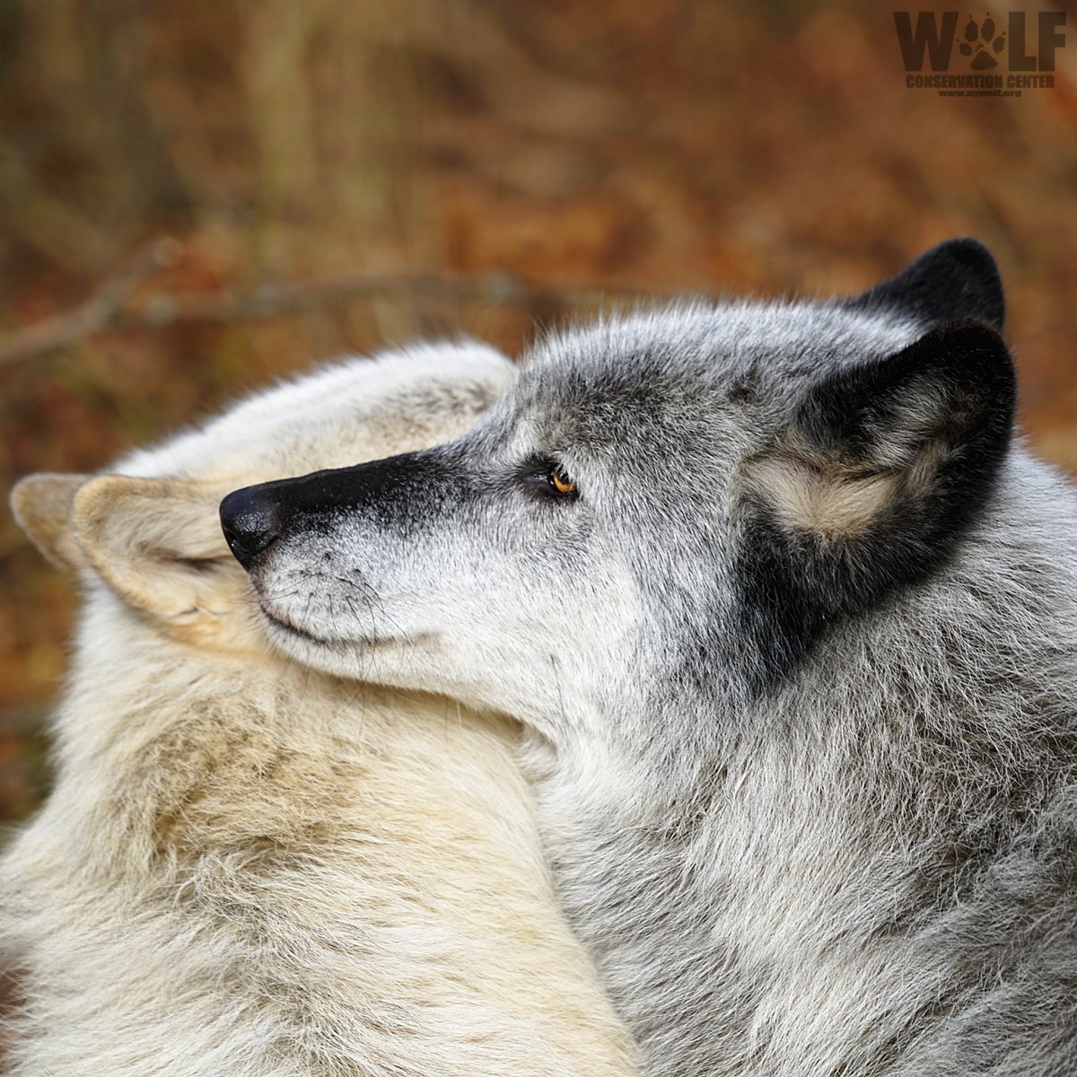 nywolforg's tweet photo. Psst...
Wolves are essential. Pass it on. 🐺 https://t.co/QxWvwfelYQ