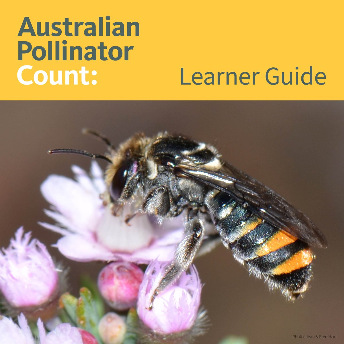 It’s time to take part in the Australian Pollinator Count. If you’re unsure where to start, check out the Learner Guide for information on identifying pollinators. australianpollinatorweek.org.au/count/quiz/

#OzPollinatorWeek #bees #pollinators