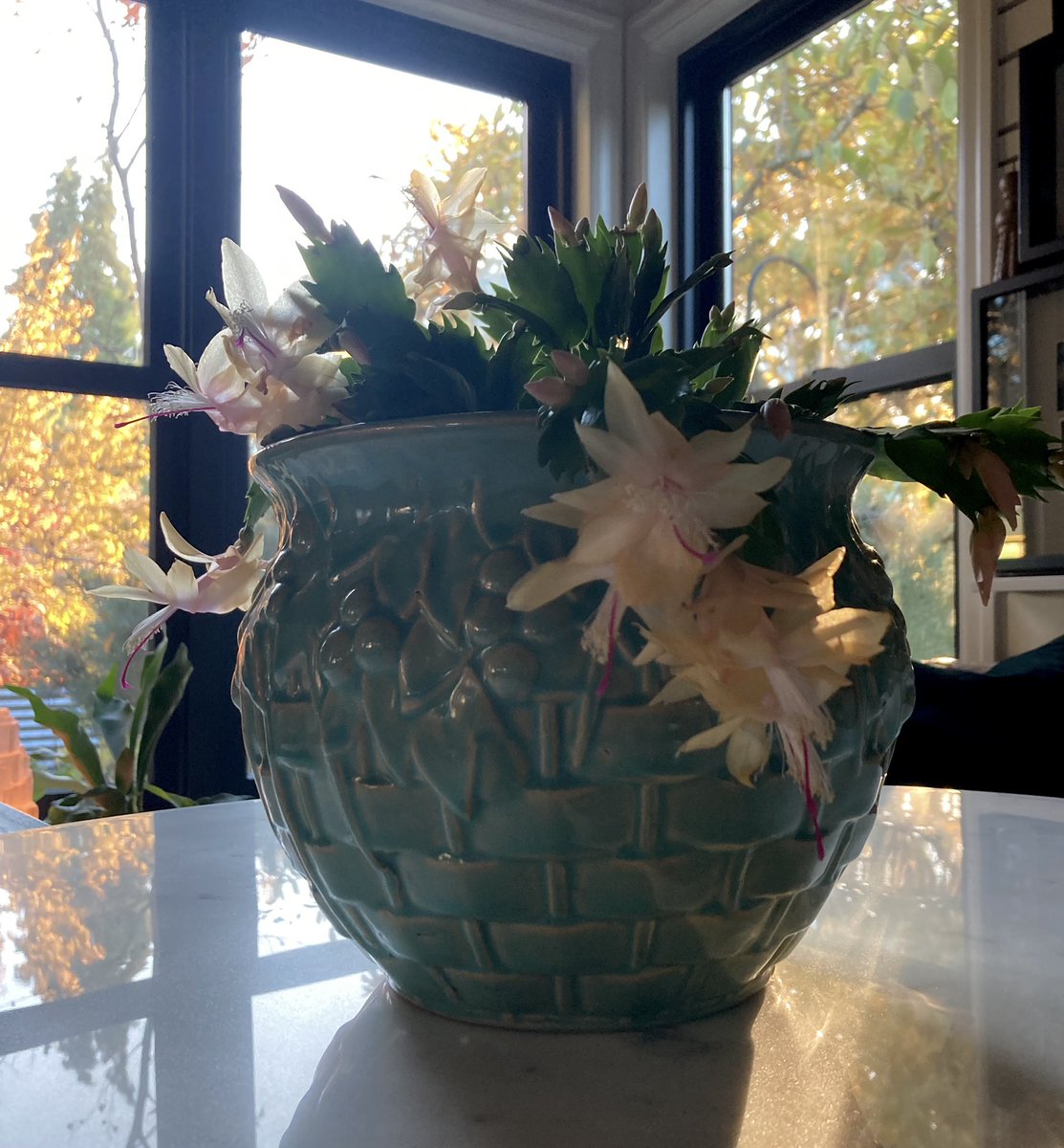 NoPoBoHo's tweet photo. While on a junking expedition this morning, I scored this McCoy Jardinière. #junkstorescore #junkshop #mccoypottery #christmascactus #postapocalypticbohemia https://t.co/xH7DAYRnlD