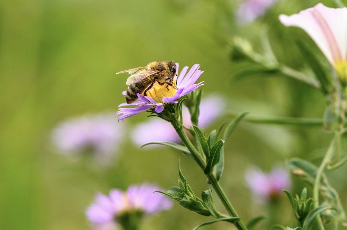 GRC_MN's tweet photo. Help us engage with and educate our community about the importance of creating sustainable pollinator habitats by enhancing the vitality of the Mississippi River environment. 
Donate today to our Give to the Max Day campaign! https://t.co/q72YJrtVWb
#GTMD22 https://t.co/aadXEvZ4KB
