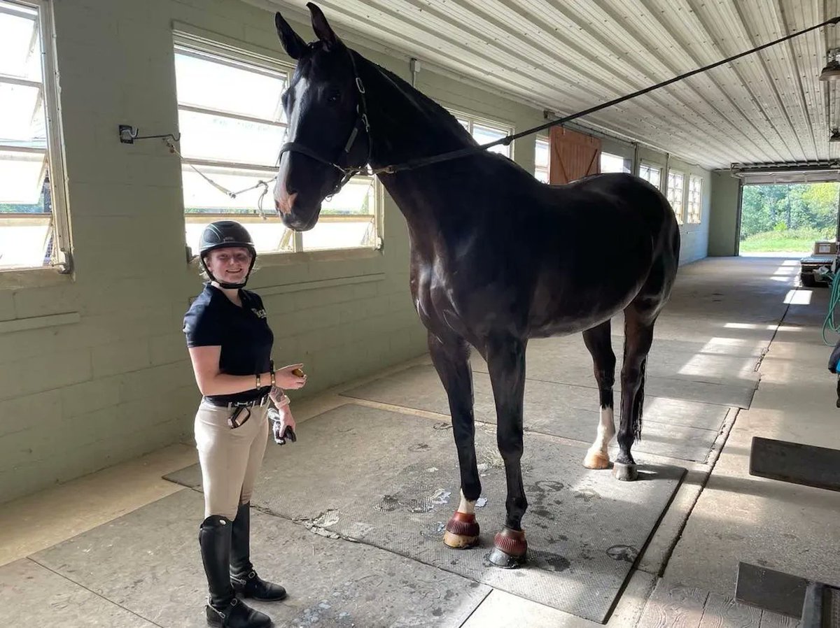 HorseLoversMath's tweet photo. 19.3hh dressage warmblood may not have finished growing yet. “We though he might max out at 17.3hh, maybe 18hh,” 5'8” owner Paige said. “But he just kept going and going. Paige added he's all in proportion. https://t.co/9u7zZu1Rpr #dressage #horsemath #equestrian #equinehour https://t.co/Ts2OMLTDIV