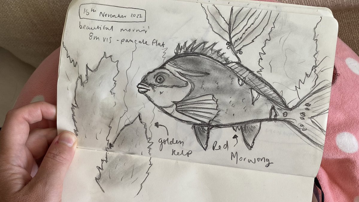 Dreamy start to the day in #CabbageTreeBay with my little Morwong pal