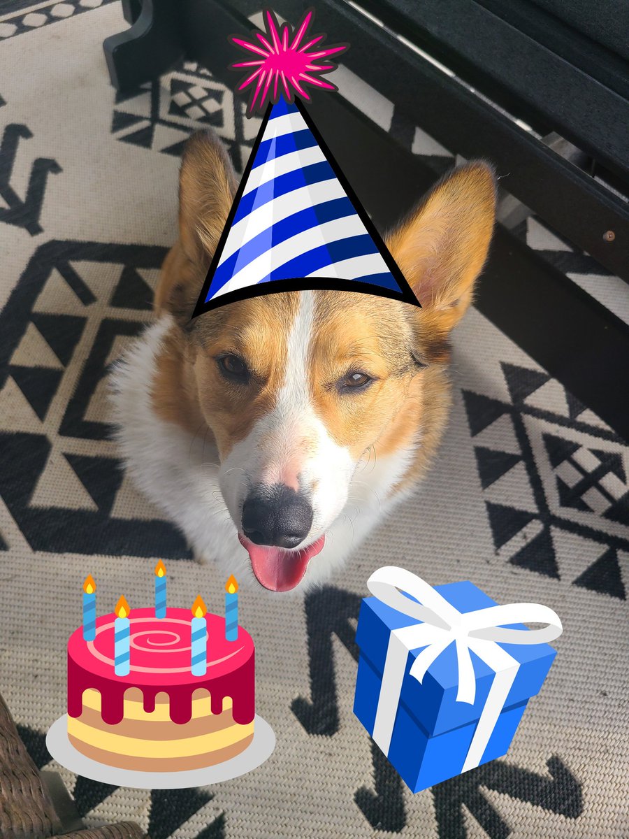 CorgiDuncan's tweet image. It&apos;s my birthday. I&apos;m 3 years old. #CorgiCrew #Corgi #DogsofTwittter #partyanimal