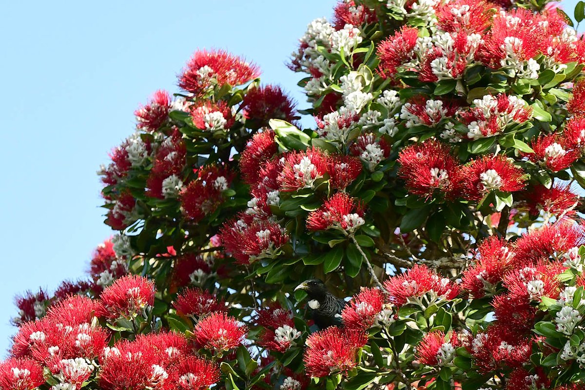 Pohutukawa tree in bloom. Devonport, Auckland, NZ
#pohutukawa #DevonportNZ #ourAuckland #NikonNZ