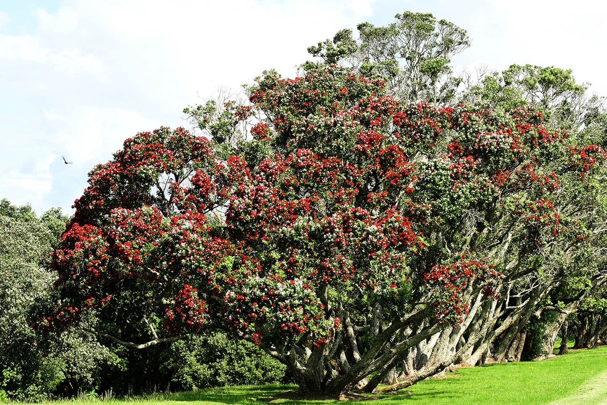 Goina Thedinga tweet media