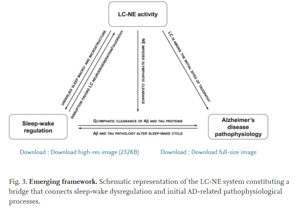 @NSS_PIA@SleepPIA Check this paper to get the foremost idea about the LC-NE system in sleep-wake regulations. Explains from normal to AD. Plus, it suggests a new theoretical framework in LC-NE regarding early sleep disturbances in aging and AD-pathogenesis.doi.org/10.1016/j.smrv…
