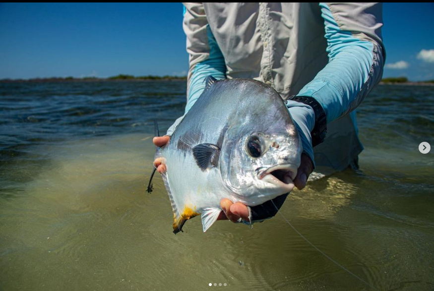 Saltwater on the Fly tweet media