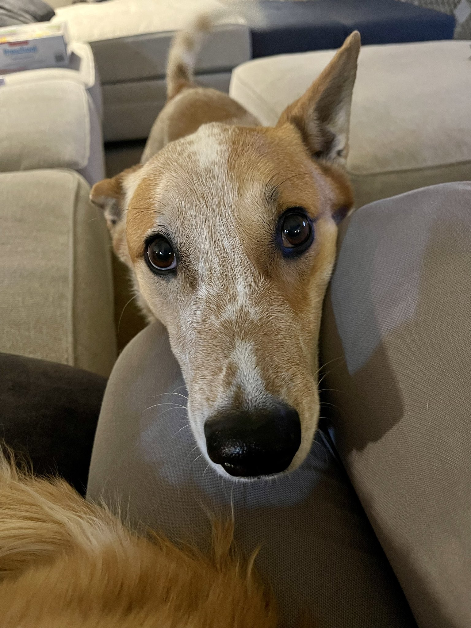 Ana on Twitter "Get you someone that looks at you the way this dog