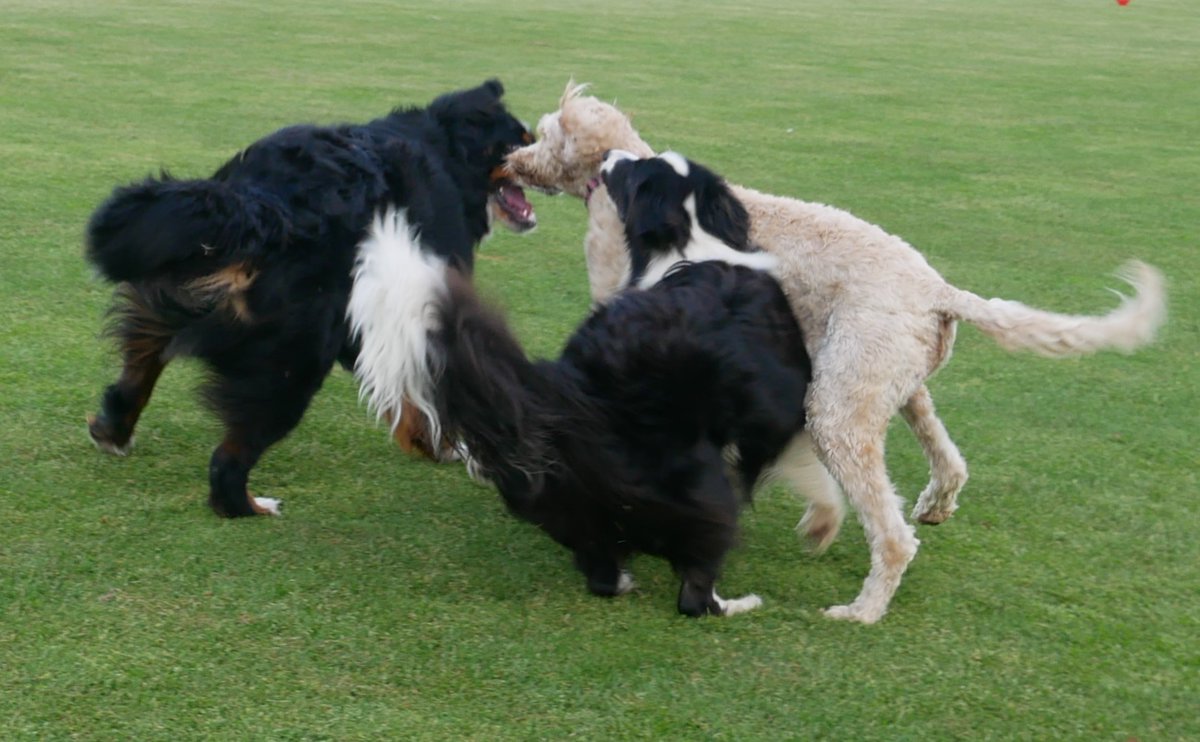 mrgarymatthews's tweet photo. #DogsofTwittter
#DogsOnTwitter
#dogstyle
#BorderCollie
#Raj
#DogsOfCanberra
#DogsOfHackettOval
#AustralianBackroadsAndBeyond
Dog Wrestling https://t.co/5hzI9hQpdM