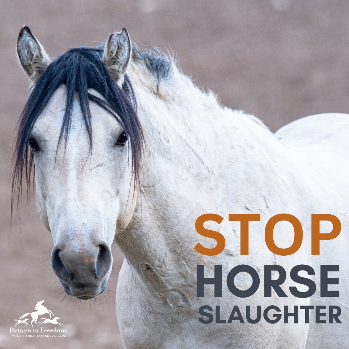 Time is running out for Congress to pass the SAFE Act. It would ban horse slaughter in the U.S. and the export of American #horses for slaughter. Call 202-225-3121; urge your rep to push for movement of the SAFE Act (H.R. 3355) to end horse slaughter. #yes2safe #nohorseslaughter