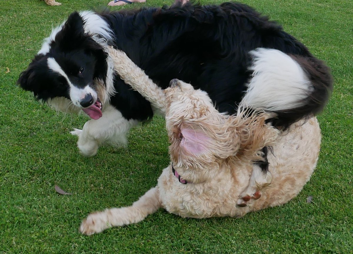mrgarymatthews's tweet photo. #DogsofTwittter
#DogsOnTwitter
#dogstyle
#BorderCollie
#Raj
#DogsOfCanberra
#DogsOfHackettOval
#AustralianBackroadsAndBeyond https://t.co/NRzs3lk6uH