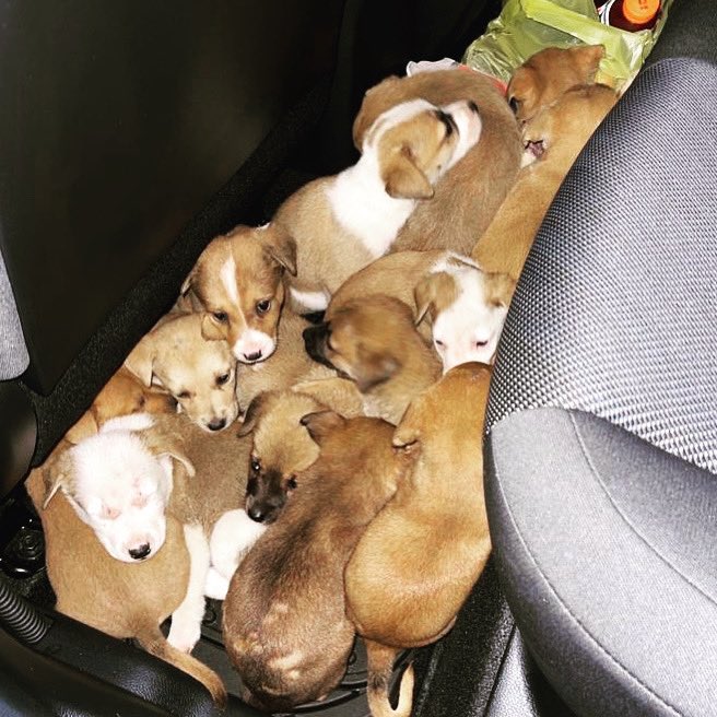 Several weeks ago, someone abandoned these 14 puppies without their mom in a ditch alongside a rural road. Fast forward to today when 8 of them flew to <a href="/sterlingshelter/">Sterling Shelter aka Animal Shelter Inc & Clinic</a>. It’s amazing what a safe foster home, veterinary care, and TLC will do for a puppy!