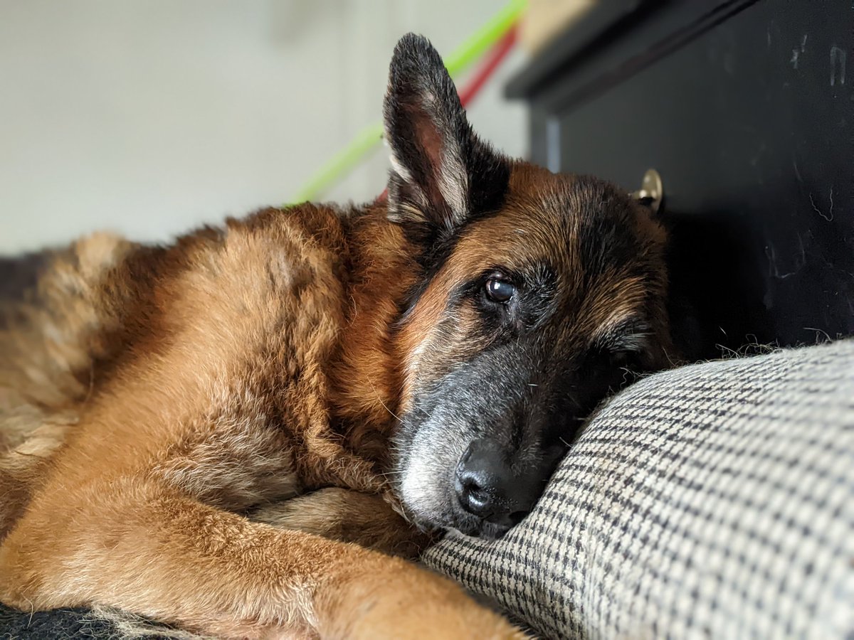 serenitybyjen's tweet photo. The very best boy ❤️ https://t.co/xtSSqwC7az