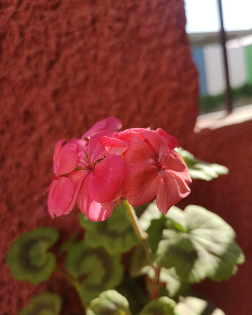 MMagditaa's tweet image. Mi pequeño jardín, me encanta.. 😍 #jardín #flores #LaSerena