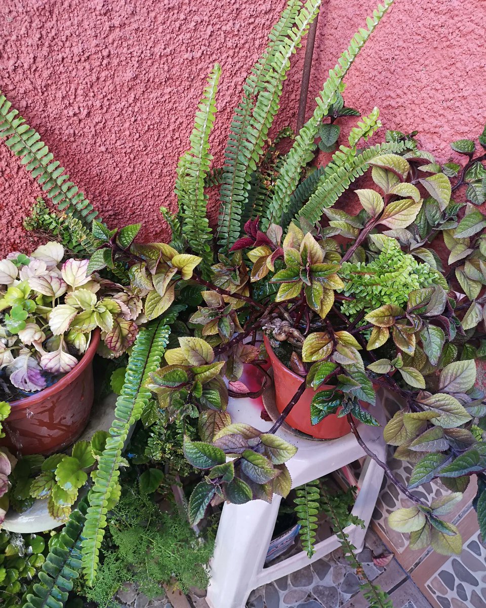 MMagditaa's tweet image. Mi pequeño jardín, me encanta.. 😍 #jardín #flores #LaSerena