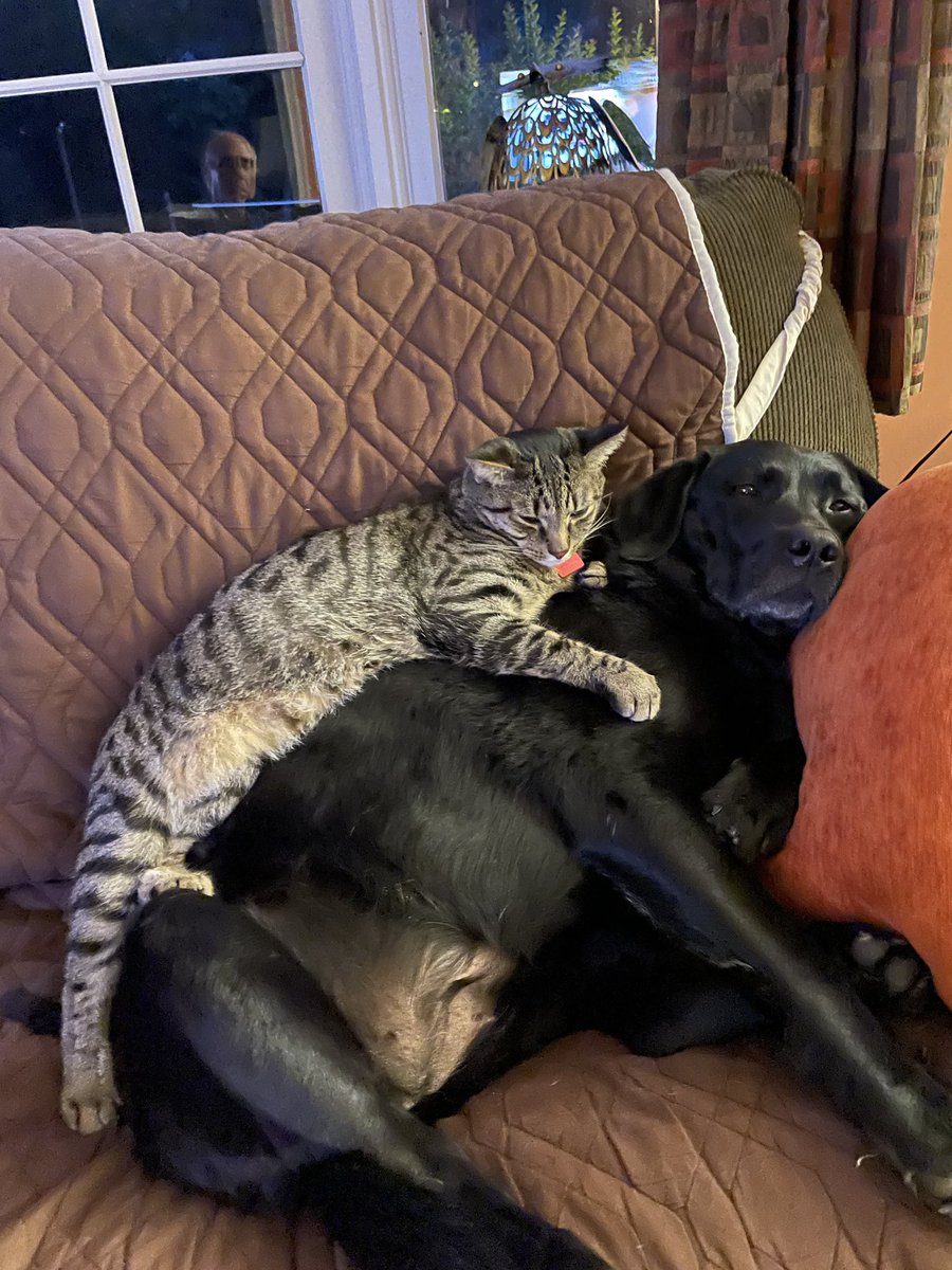 catallocco's tweet image. Reason #8 why I’m excited for Thanksgiving. @occolla