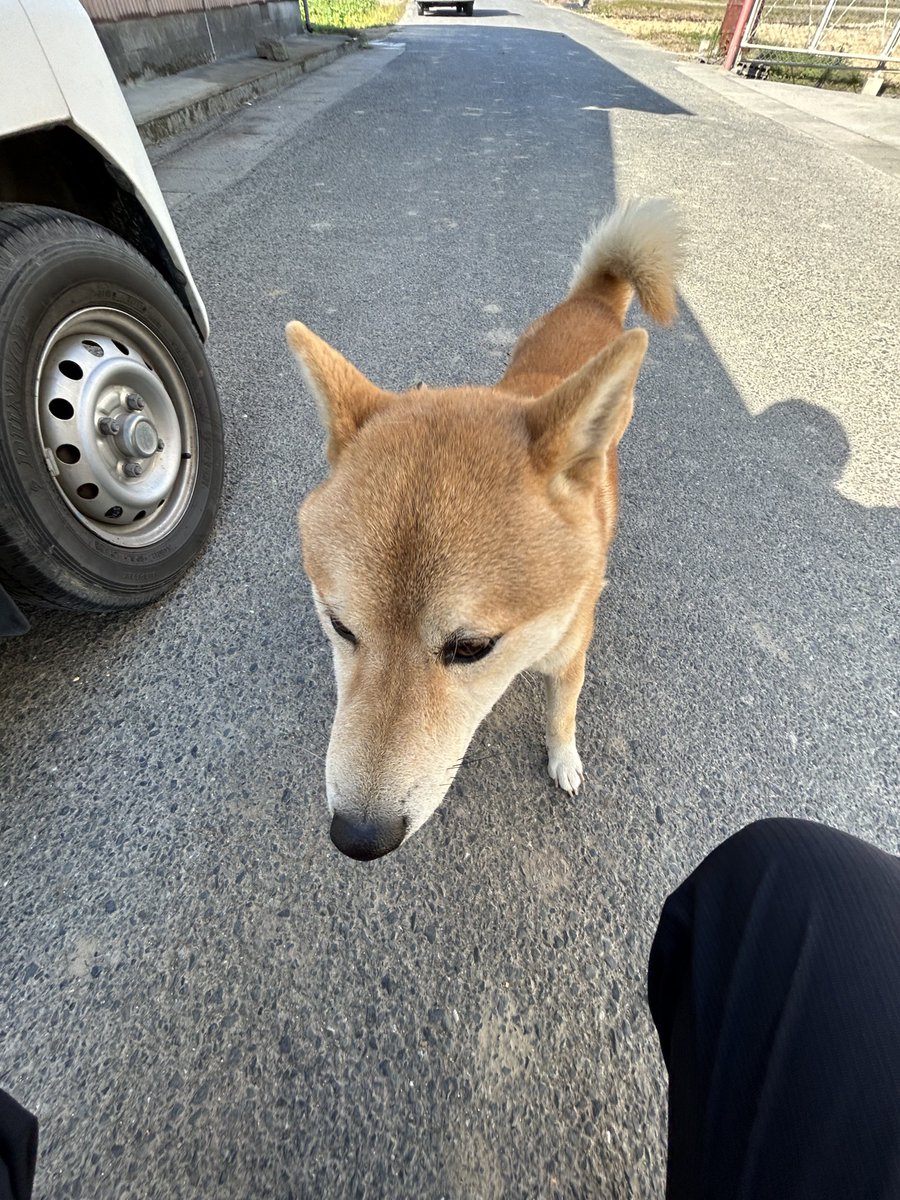 13B_REW_1308's tweet image. 人待ちしてたら1人で散歩してる柴犬と遭遇した、とりあえず警察に連絡して待ってる…

行橋市　津留　柴犬　迷い犬