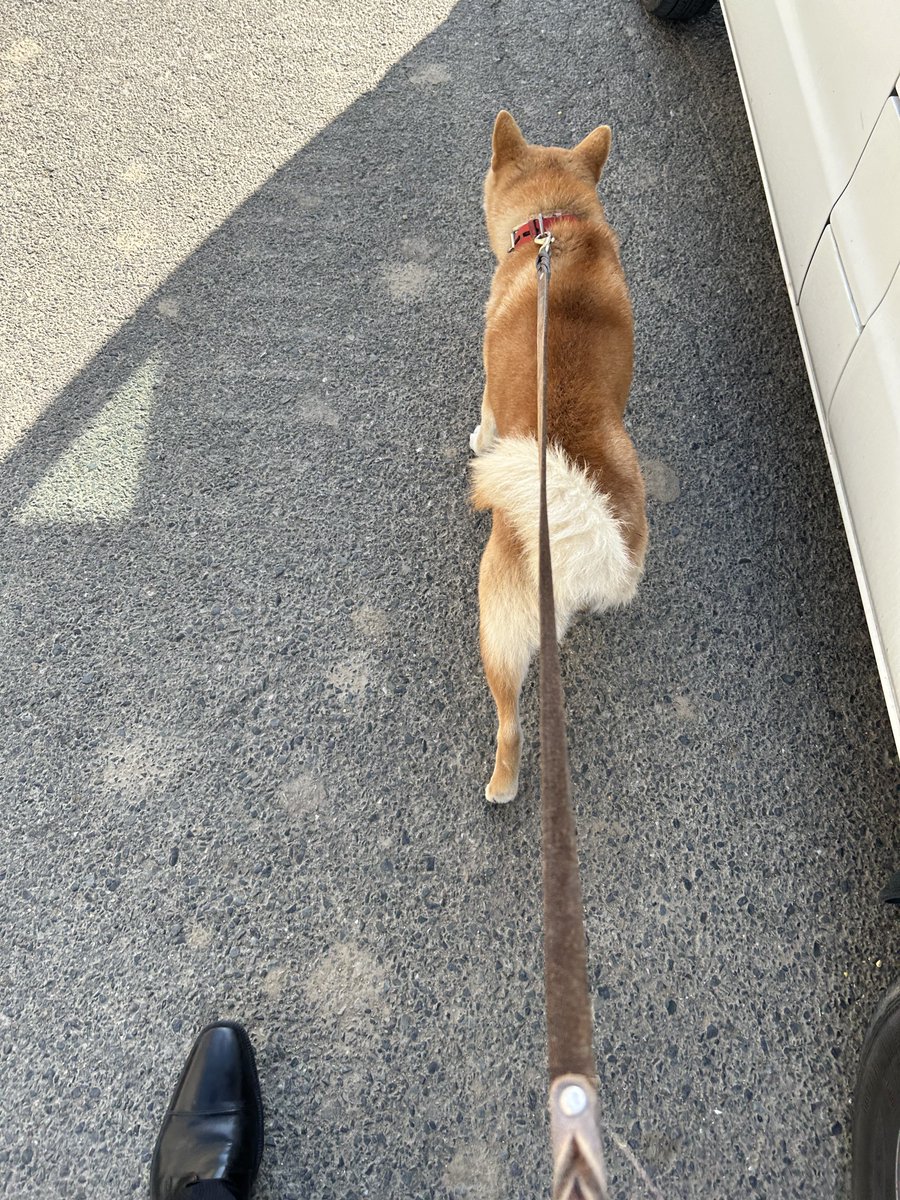 13B_REW_1308's tweet image. 人待ちしてたら1人で散歩してる柴犬と遭遇した、とりあえず警察に連絡して待ってる…

行橋市　津留　柴犬　迷い犬