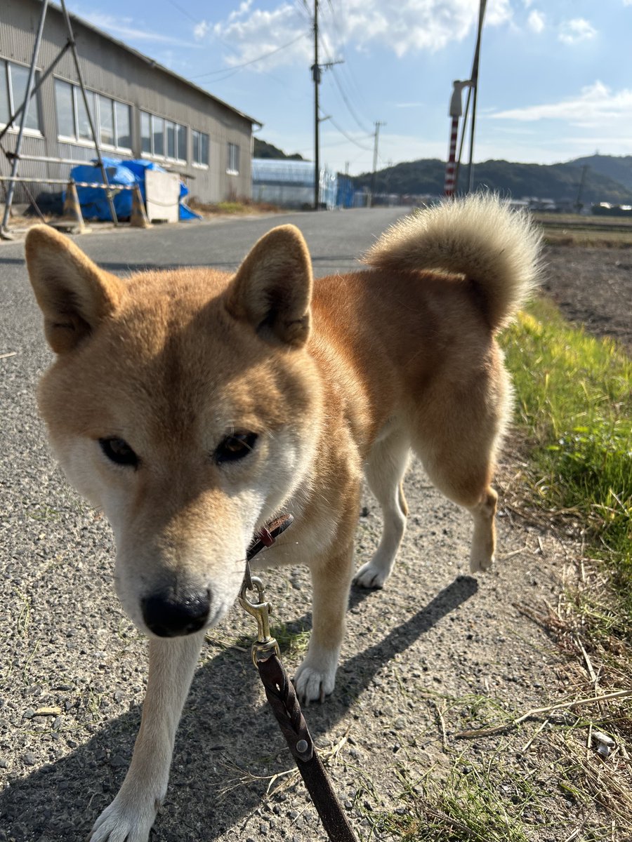 13B_REW_1308's tweet image. 人待ちしてたら1人で散歩してる柴犬と遭遇した、とりあえず警察に連絡して待ってる…

行橋市　津留　柴犬　迷い犬