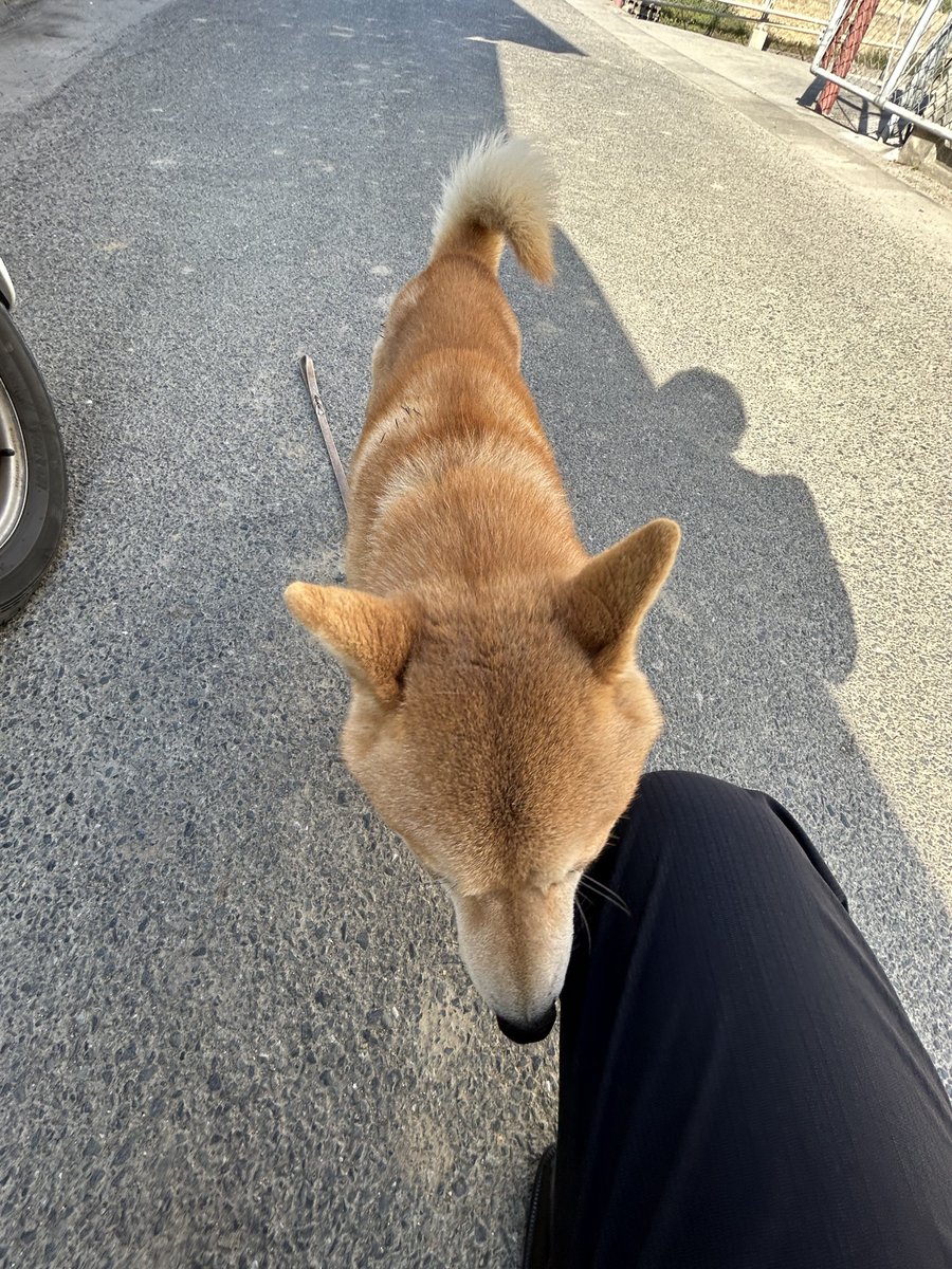 13B_REW_1308's tweet image. 人待ちしてたら1人で散歩してる柴犬と遭遇した、とりあえず警察に連絡して待ってる…

行橋市　津留　柴犬　迷い犬