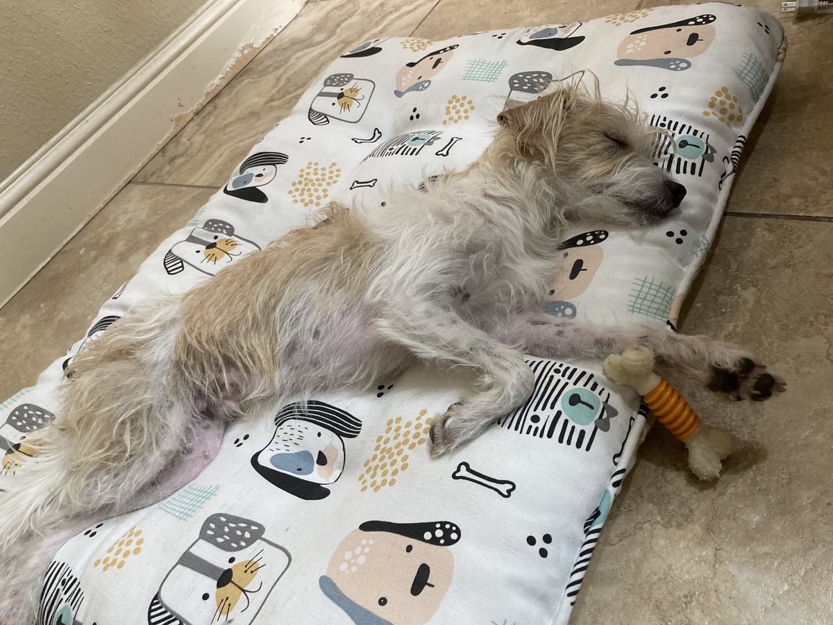 counselor4me's tweet photo. Me is a sleepy boy pals. Luvs yoo. #zshq #jackattack #jackbean #jackboo https://t.co/BRb1LHetCz