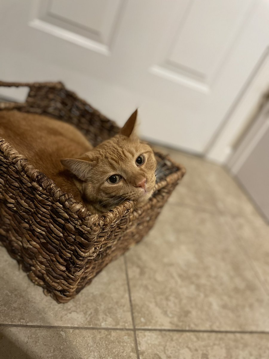 archietheorange's tweet photo. bascat https://t.co/UrH8eoWR6r