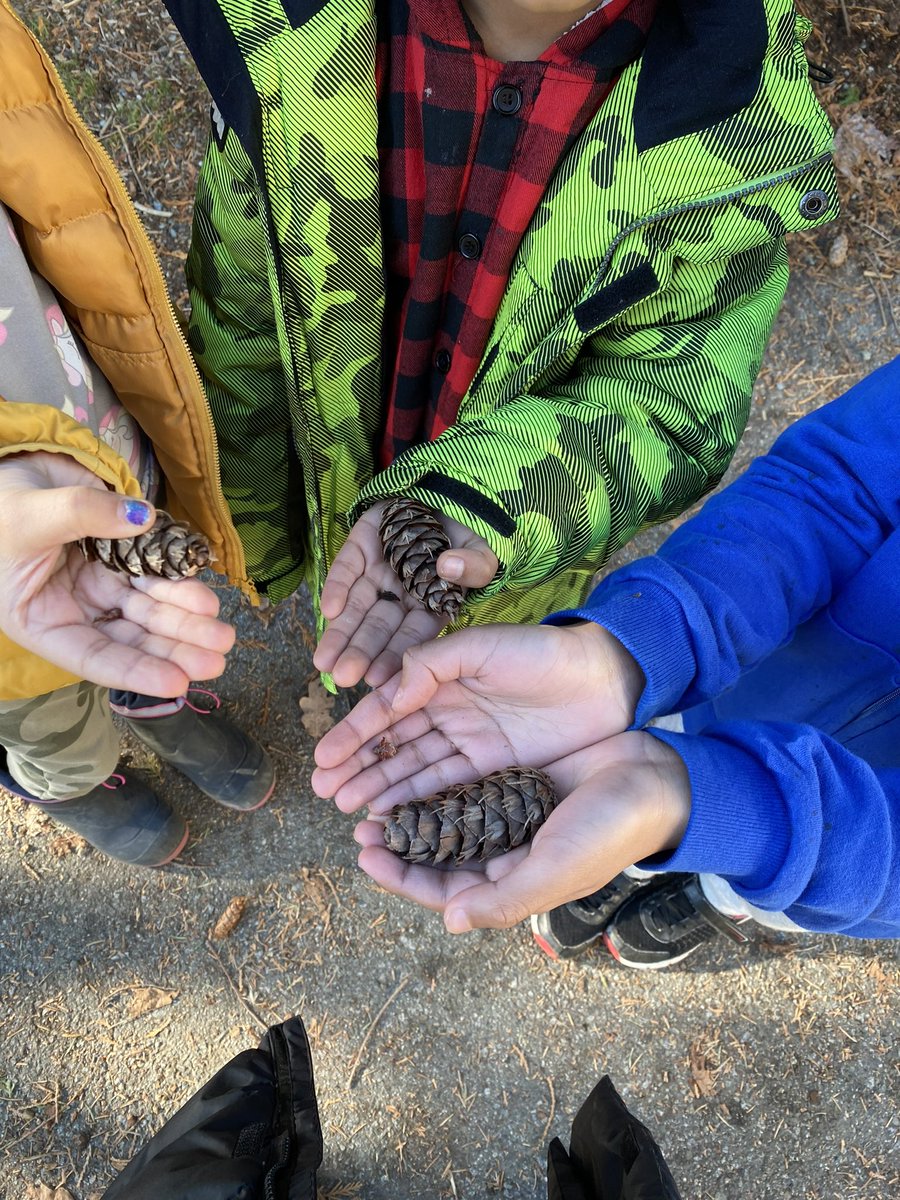 The power of story in identifying the seed cones on our playground - Douglas Fir and the Mice - we can name 3 now and they are NOT Pine cones! #sd36learn  Cedar-Douglas Fir-Maple Seed