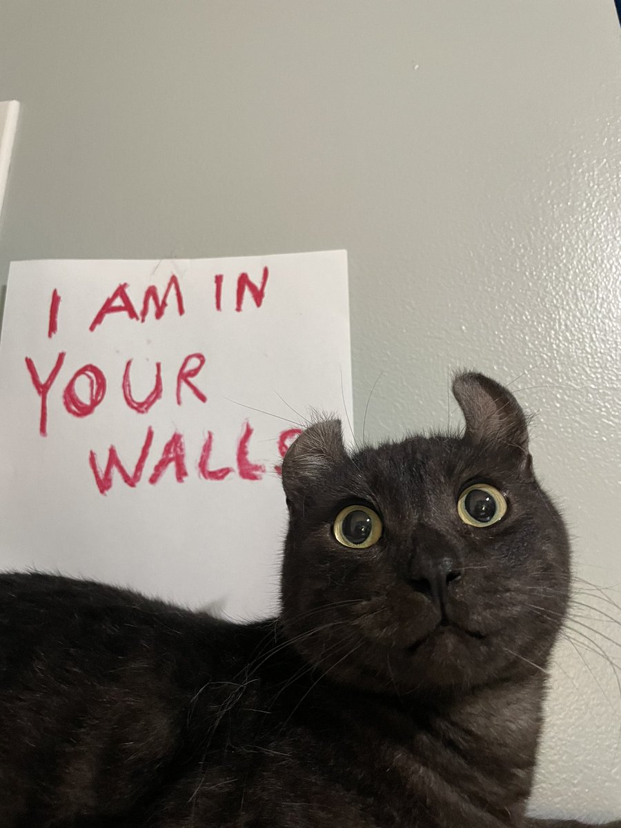 ClassyMeevin44's tweet photo. @chaoticcatpics https://t.co/yz0EYjWIZm