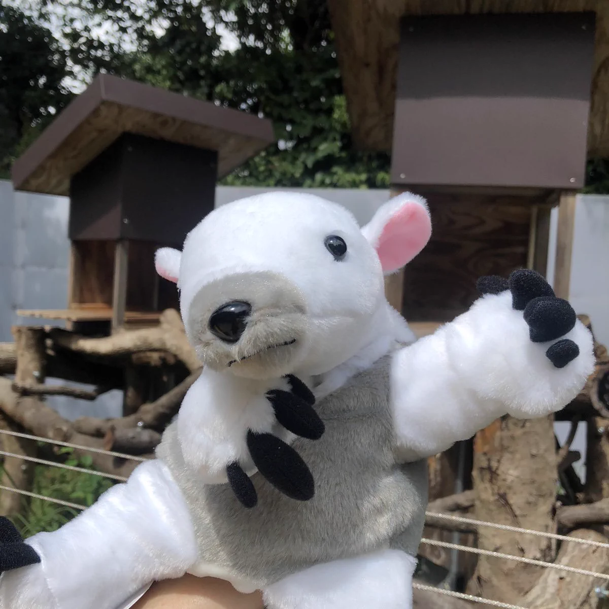 横浜市立野毛山動物園≪公式≫ az X-en: „11月29日は #世界アリクイの