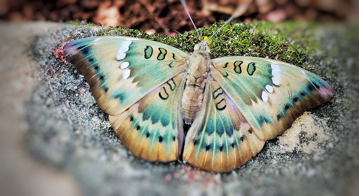 3d_india's tweet photo. I love to extract the emerald mineral more. 

#TitliTuesday by #IndiAves

#ThePhotoHour  #MacroHour #natgeoindia #BBCWildLifePOTD #natgeowild #mobilephotography #PhotoOfTheDay #NaturePhotography https://t.co/kMTxO9ErWp https://t.co/RfNvSNXQSq