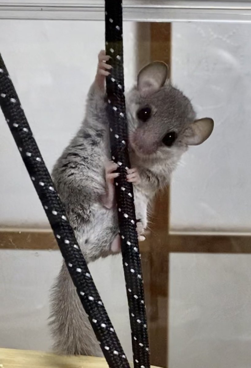 shigetechi's tweet photo. 遅ればせながら九レプお迎え報告🦎🐭
縁々さん��らアフリカヤマネの男の子と
ぱぽさんからレオパさんをお迎えしました！

お顔見てこの子だー！！って思ってしまい☺️
すくすく育ってね https://t.co/rqCujgk3Tl