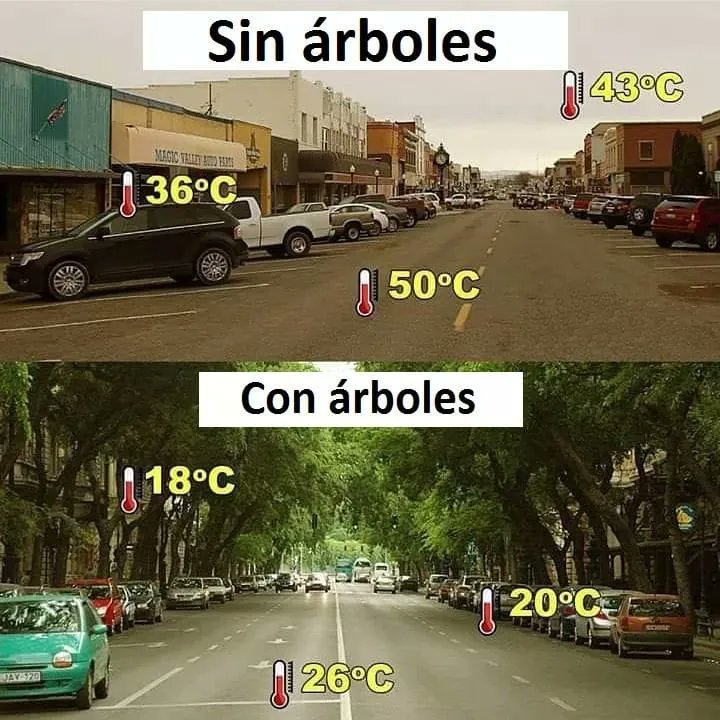 Con árboles 🌳🌳 vs sin árboles.