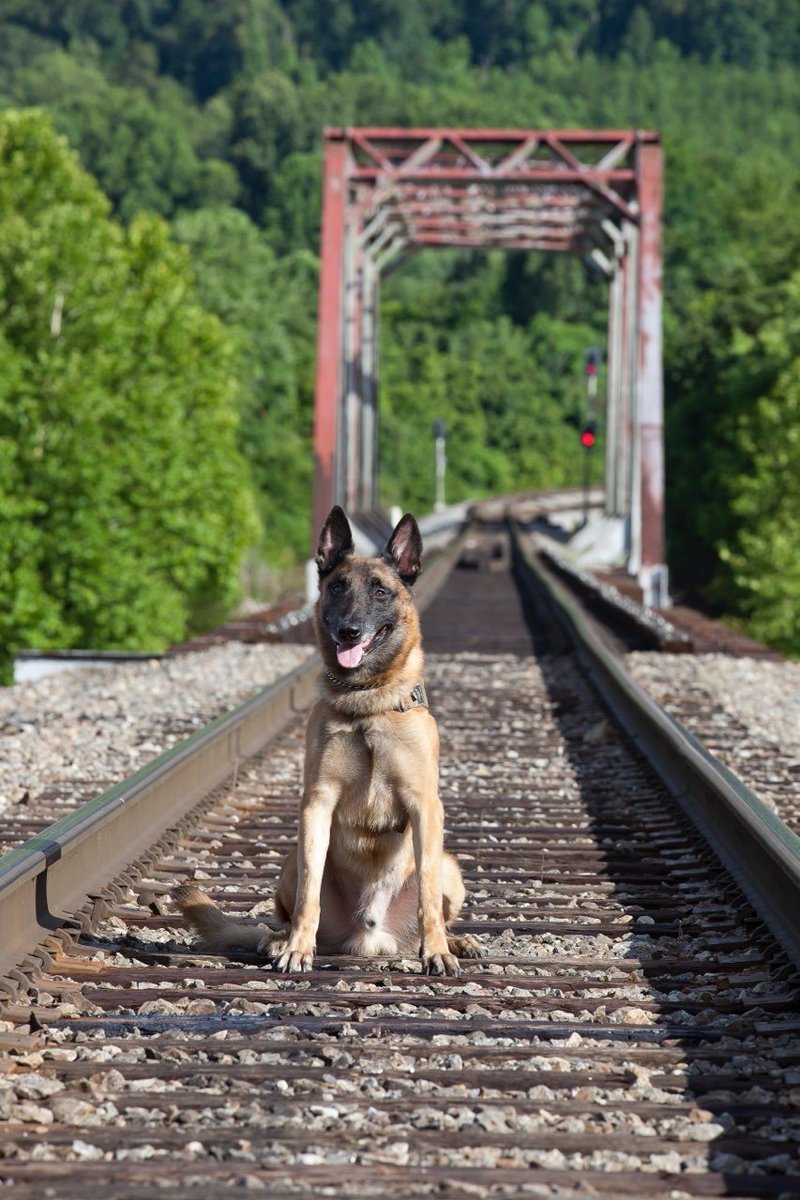Clinton K9 officer dies after nearly a decade of service 
😢RIP, Bronco. You got your wings. Thanks for your service.
Condolences to Sgt. Matt Howell and the Clinton PD in TN
wate.com/news/anderson-… 
#ThinBlueLine #dog #police #OPLive #OnPatrolLive #OfficialOPLive