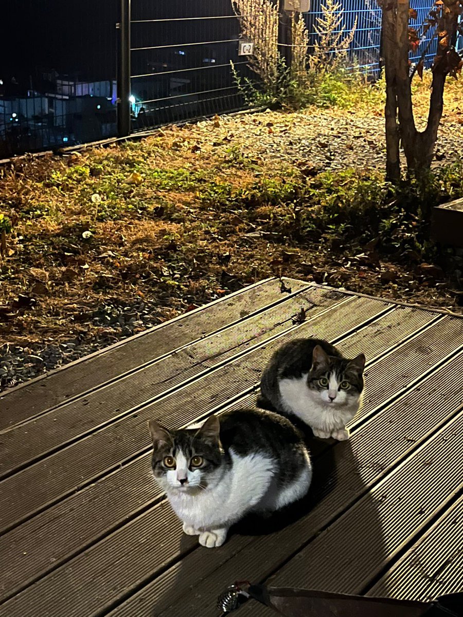 5_haaaa's tweet photo. 캠핑 가는 이유 .. 🏔🐈 https://t.co/fGvLc88oey