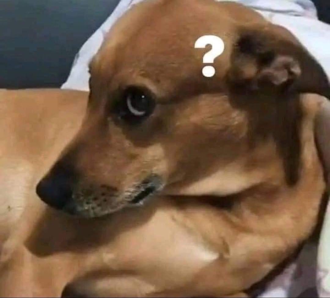 Peluditos_'s tweet photo. Yo cuando me preguntan algo básico de mi carrera: https://t.co/wW1Ny04hT2