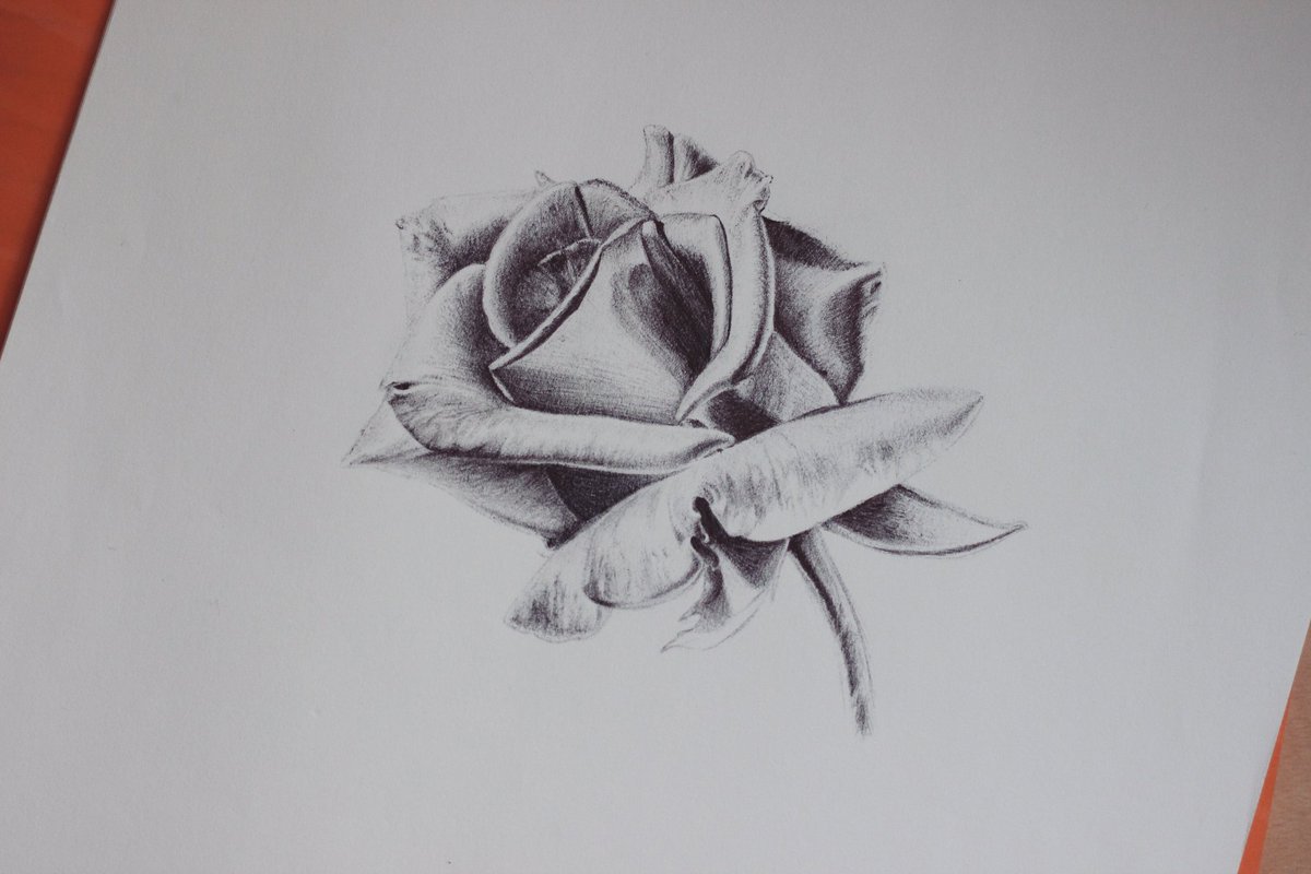 This is a drawing of a rose I did using pen.

Some years back, I pushed myself too hard &amp; injured my hand. For years it was too painful to do most art. &amp; with that, my hand developed a bad shake that prevented me from having the control needed to do fine details like I normally..