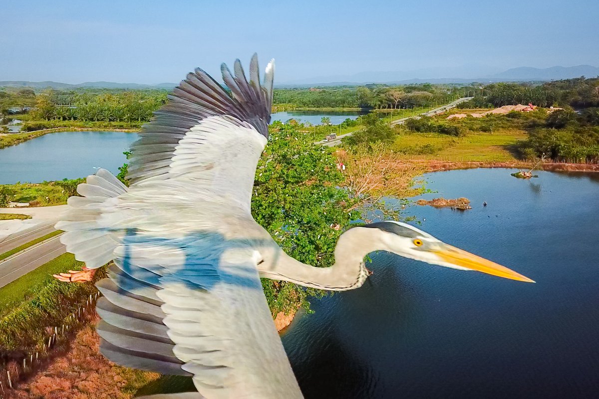 bleeyw's tweet photo. @DJIGlobal This isn't a photo capture, but a frame from the video clip taken with my Mavic Pro, this heron happen to fly just in front of the drone https://t.co/XYhJXfVM2q