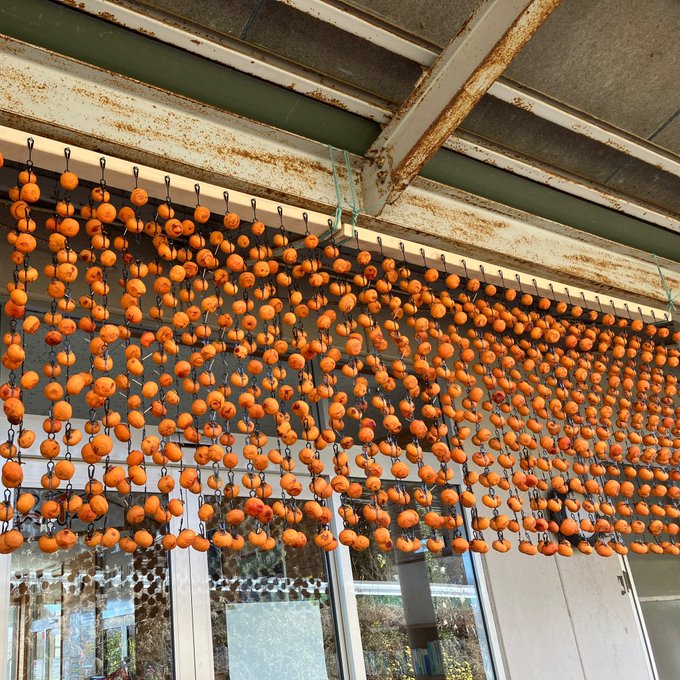 岩手県大船渡市吉浜(旧三陸町)は高級食材の干鮑(かんぽう)や干し柿(ころ柿)が有名な土地で、食堂もコンビニも無いタイムスリップ感覚がたまりません#岩手県 #大船渡市 #三陸町 #吉浜  