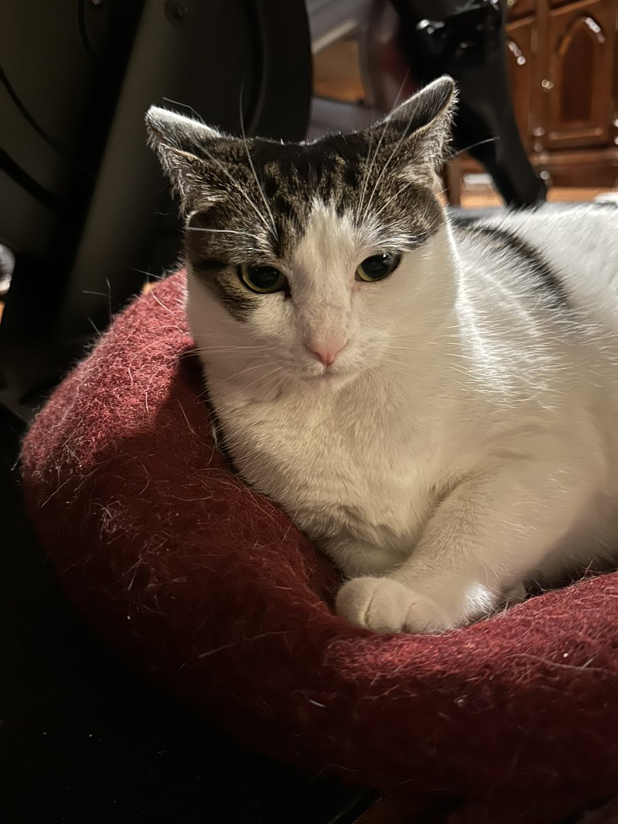 meepsandsqueeky's tweet photo. The Baroness von Squeekleston got 2700+ likes in a Facebook group about kitty earplanes for this gem! #squeeky #cats #CatsOfTwitter #FameMonster https://t.co/ULPOjikpME