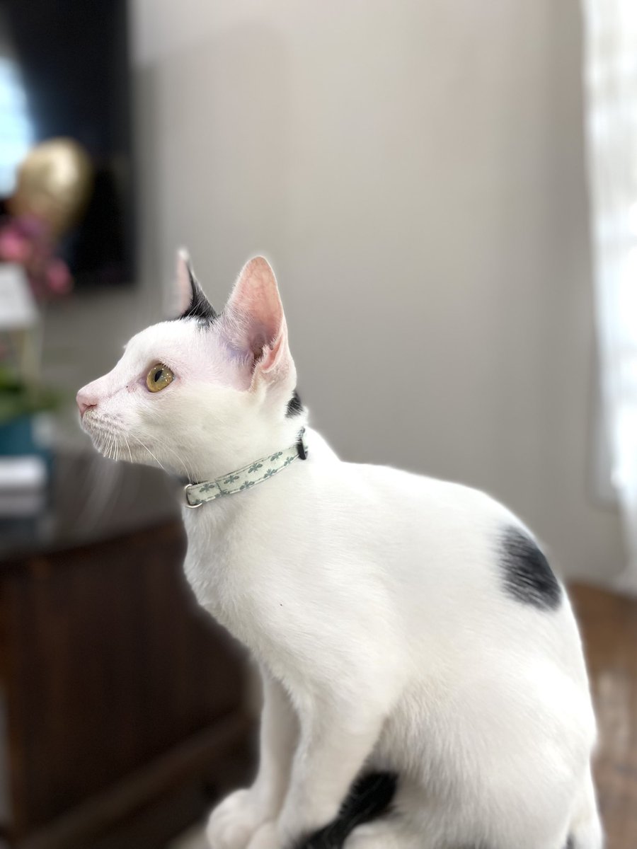thekoochen's tweet photo. New design 😻😻 https://t.co/ilb9ZGQEIJ